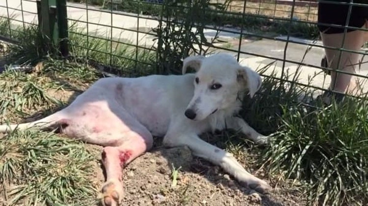 Este perro "roto" estaba tirado como basura. Ahora vea lo que pasa cuando aparecen unas BUENAS PERSONAS