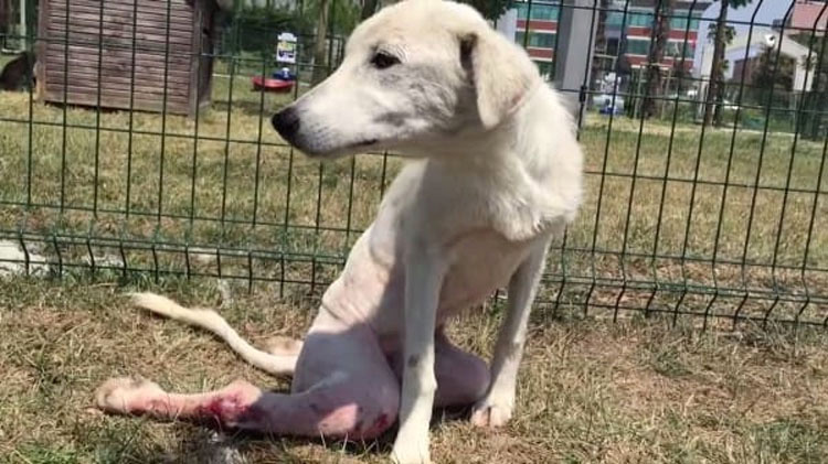 Este perro "roto" estaba tirado como basura. Ahora vea lo que pasa cuando aparecen unas BUENAS PERSONAS