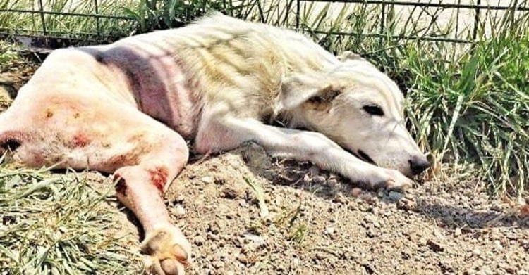 Este perro "roto" estaba tirado como basura. Ahora vea lo que pasa cuando aparecen unas BUENAS PERSONAS