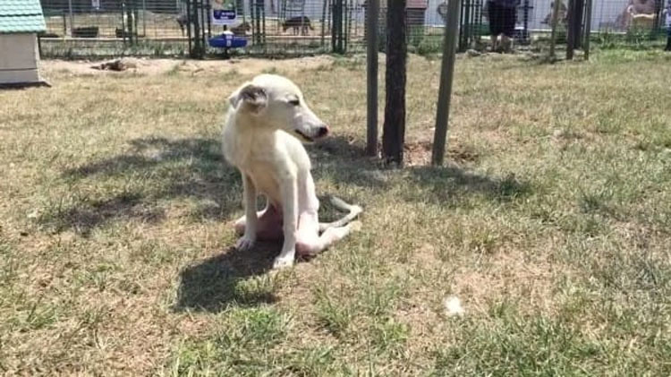 Este perro "roto" estaba tirado como basura. Ahora vea lo que pasa cuando aparecen unas BUENAS PERSONAS