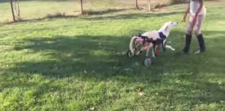 Este perro "roto" estaba tirado como basura. Ahora vea lo que pasa cuando aparecen unas BUENAS PERSONAS