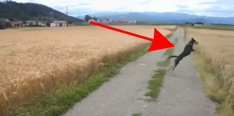 Cuando veas a este perro correr a través de un campo te pondrás del MEJOR HUMOR 1 Cuando veas a este perro correr a través de un campo te pondrá del MEJOR HUMOR