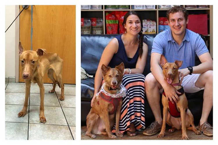 2 perros EN LOS HUESOS se transformaron gracias al AMOR. Esta es su historia