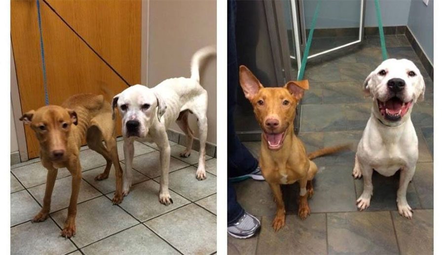 2 perros EN LOS HUESOS se transformaron gracias al AMOR. Esta es su historia