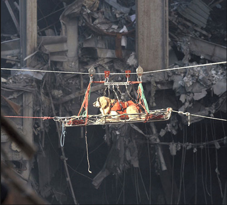 Recordando la valentía de los perros de rescate del 11 de Septiembre