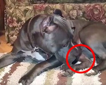 Esta enorme Pitbull estaba ocultando algo. Cuando movió la cabeza me quedé ATÓNITO 6 Esta enorme Pitbull estaba ocultando algo. Cuando movió la cabeza me quedé ATÓNITO