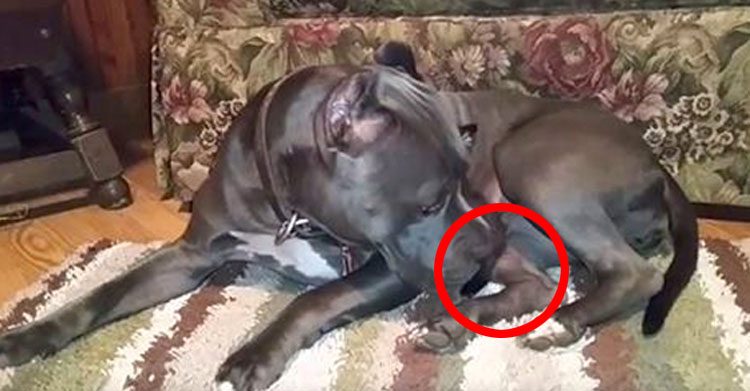 Esta enorme Pitbull estaba ocultando algo. Cuando movió la cabeza me quedé ATÓNITO