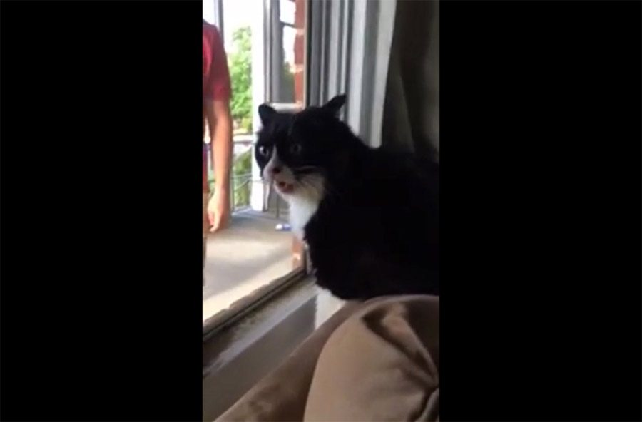 Traen un nuevo perro y ASÍ es como reacciona el gato de la casa. Sus sentimientos no pueden ser más claros 1 Traen un nuevo perro y ASÍ es como reacciona el gato de la casa. Sus sentimientos no pueden ser más claros