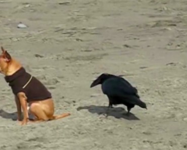 Un cuervo se acerca sigilosamente por detrás de este perrito. Ahora Mira la reacción del perro... 1 recopilacion-perros-playa