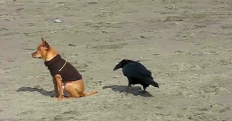 recopilacion-perros-playa