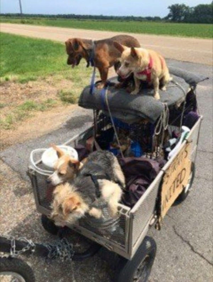 Ella vió a un hombre sin hogar haciendo esto a 10 perros callejeros, y ahora es VIRAL...