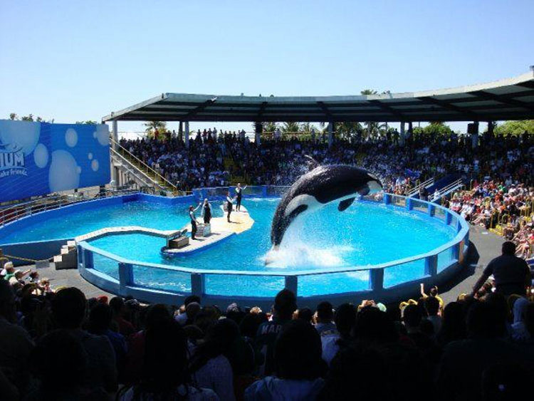 Lolita ha pasado 45 años en el tanque para orcas más minúsculo de Estados Unidos