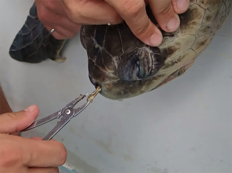 Lo que estos biólogos sacan de la nariz de esta tortuga cambiará la forma en que ves la "basura"