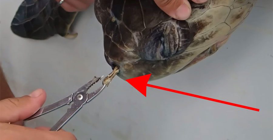 Lo que estos biólogos sacan de la nariz de esta tortuga cambiará la forma en que ves la "basura"