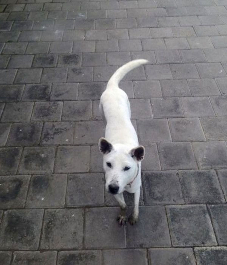 Una perrita maltratada saltó a su coche. Lo siguiente cambió sus vidas... 10 Una perrita maltratada saltó a su coche. Lo siguiente cambió sus vidas...