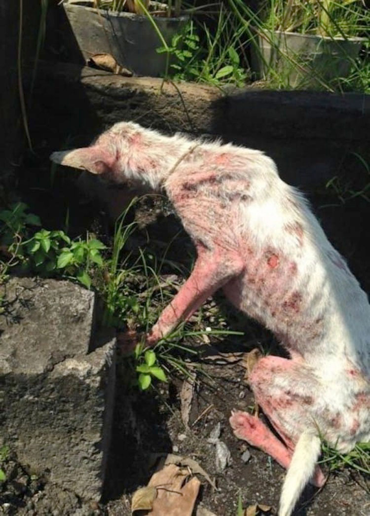 Una perrita maltratada saltó a su coche. Lo siguiente cambió sus vidas... 2 Una perrita maltratada saltó a su coche. Lo siguiente cambió sus vidas...