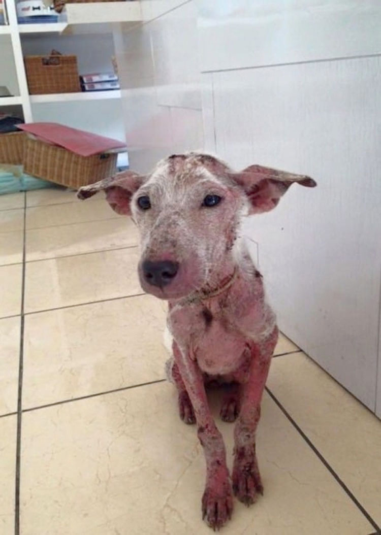 Una perrita maltratada saltó a su coche. Lo siguiente cambió sus vidas... 4 Una perrita maltratada saltó a su coche. Lo siguiente cambió sus vidas...