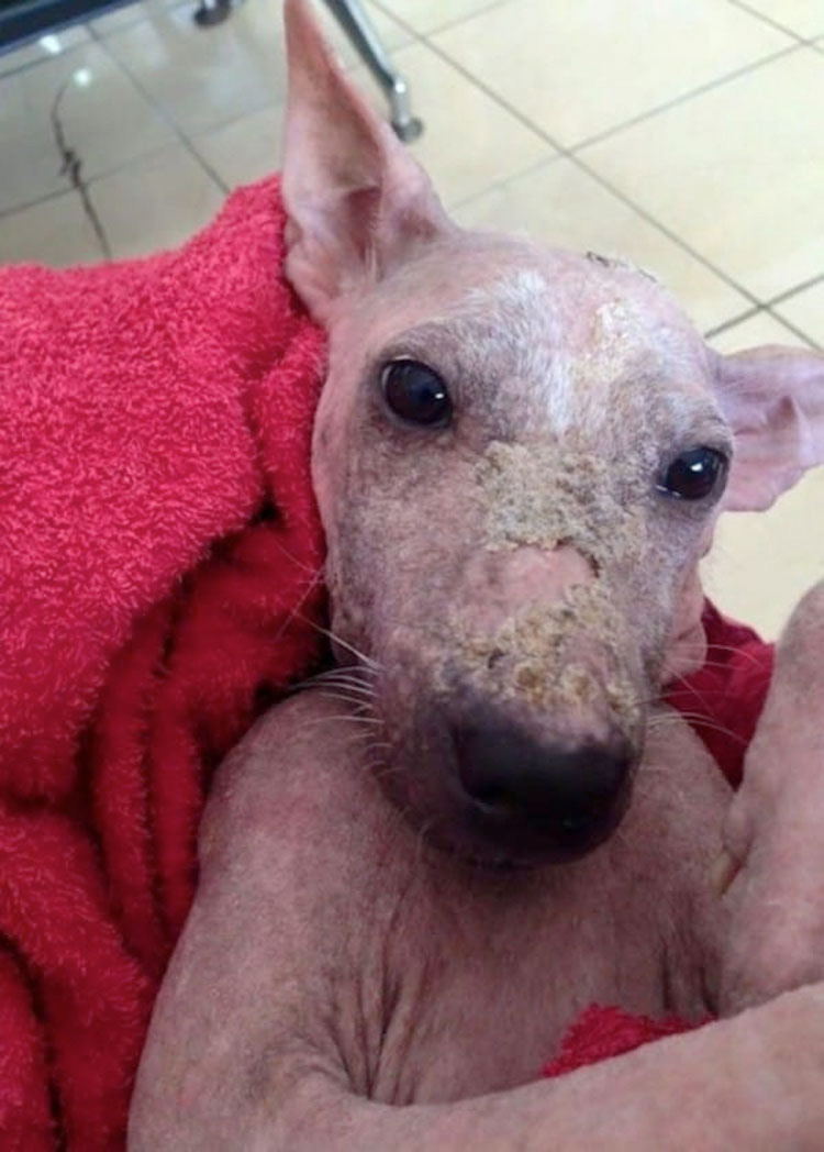 Una perrita maltratada saltó a su coche. Lo siguiente cambió sus vidas... 6 Una perrita maltratada saltó a su coche. Lo siguiente cambió sus vidas...