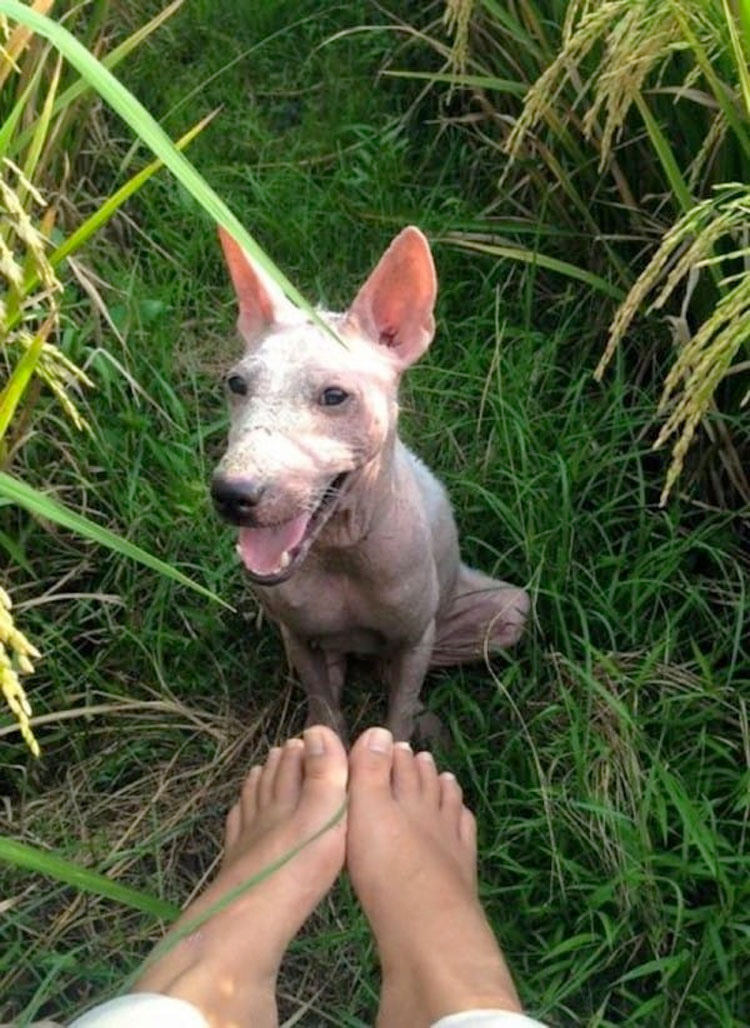 Una perrita maltratada saltó a su coche. Lo siguiente cambió sus vidas...