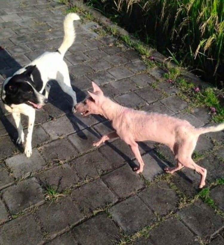 Una perrita maltratada saltó a su coche. Lo siguiente cambió sus vidas... 8 Una perrita maltratada saltó a su coche. Lo siguiente cambió sus vidas...