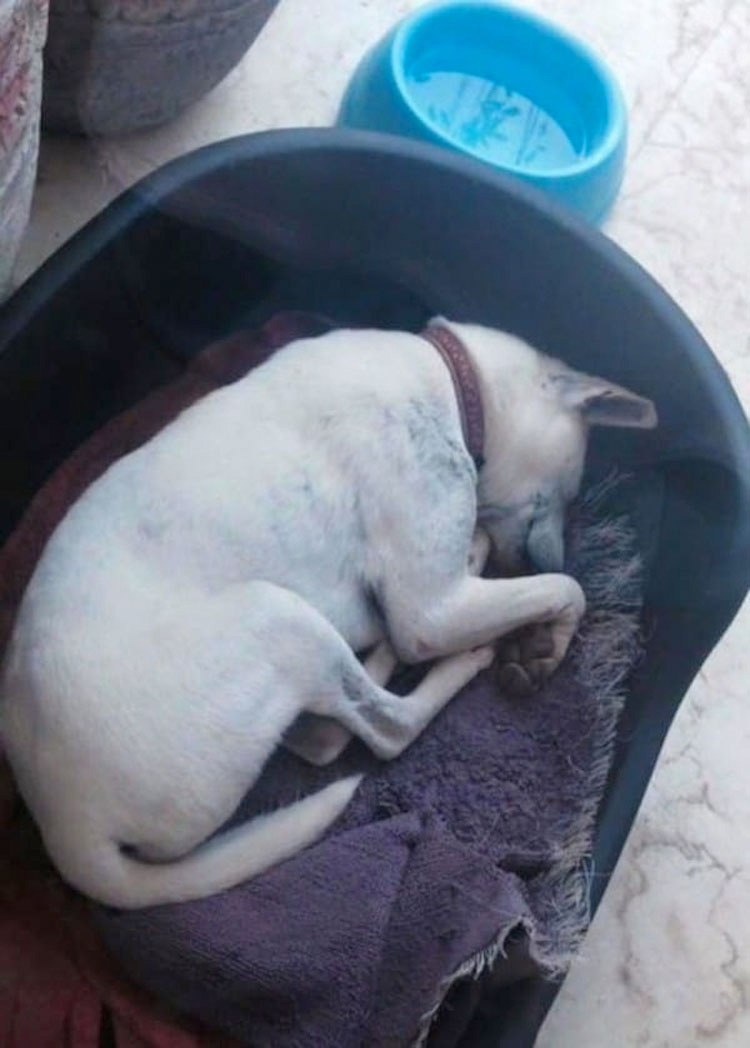 Una perrita maltratada saltó a su coche. Lo siguiente cambió sus vidas... 9 Una perrita maltratada saltó a su coche. Lo siguiente cambió sus vidas...