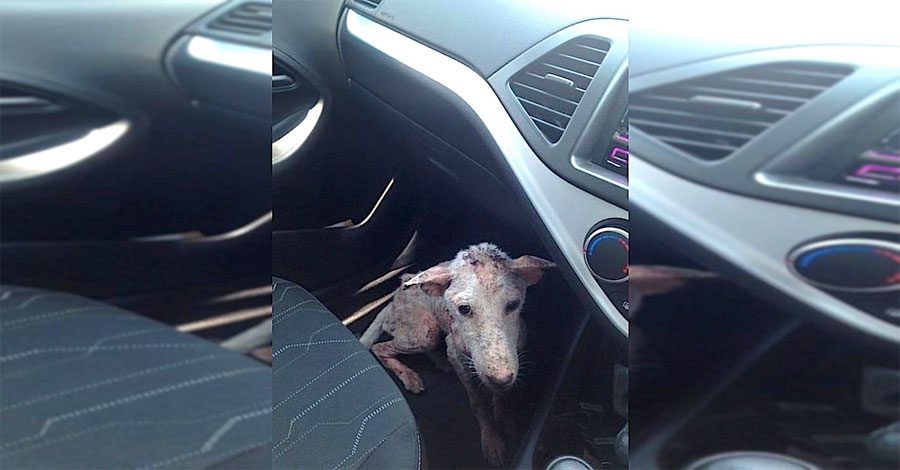 Una perrita maltratada saltó a su coche. Lo siguiente cambió sus vidas...