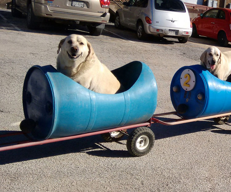 Este anciano ha construido un tren para perros rescatados para que vivan pequeñas aventuras