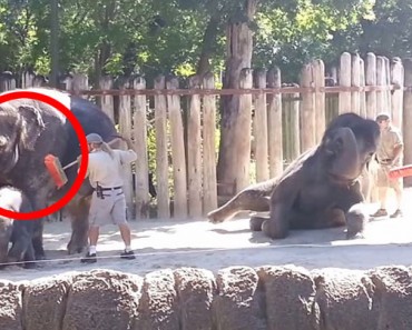 Mantenga sus ojos en el elefante de la IZQUIERDA. ¡Está a punto de hacer algo INESPERADO! 4 Mantenga sus ojos en el elefante de la IZQUIERDA. ¡Está a punto de hacer algo INESPERADO!