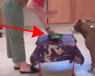 Esta adorable Pit Bull está lista para comer. Pero ATENCIÓN a lo que hace cuando su dueña le dice algo 7 Este adorable Pit Bull está listo para comer. Pero ATENCIÓN a lo que hace cuando su dueña le dice algo
