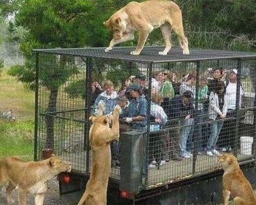 Un zoo inteligente sabe exactamente quienes deberían estar en jaulas