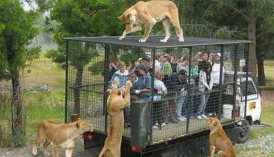 Un zoo inteligente sabe exactamente quienes deberían estar en jaulas
