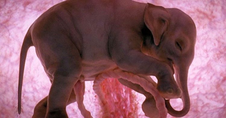 14 fotos de animales dentro del útero que muestran el milagro de la vida como nunca has visto antes
