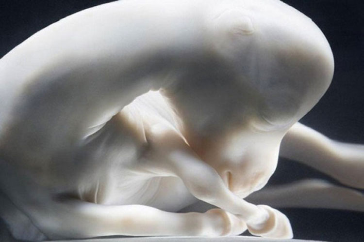 14 fotos de animales dentro del útero que muestran el milagro de la vida como nunca has visto antes