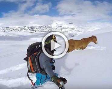 Este caballo salvaje estuvo 4 días atrapado en la nieve. Mira cuando un extraño se acerca