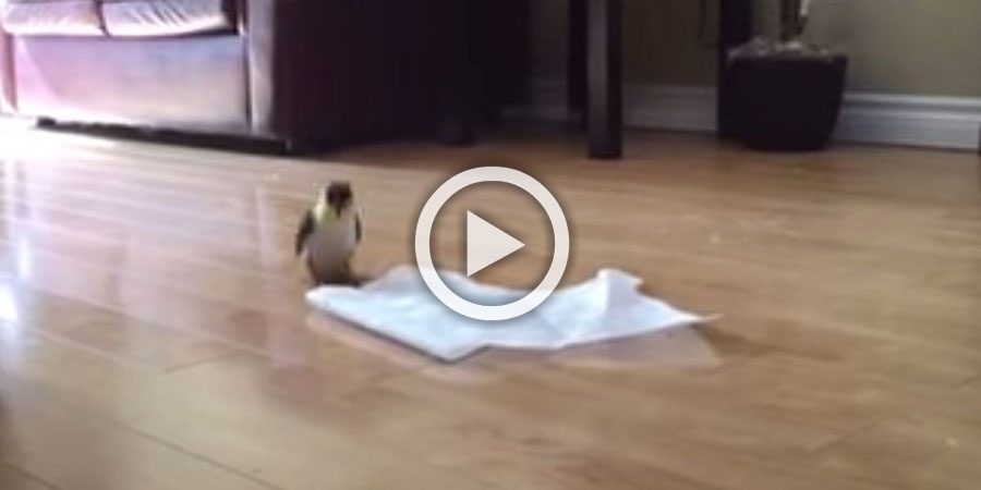Este pequeño pajaro encuentra una toalla de papel. Ahora mira lo que hace con ella. ¡WOW!