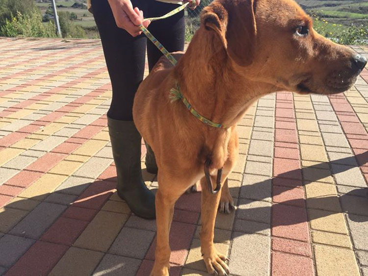 Perro rescatado del piercing más cruel imaginable