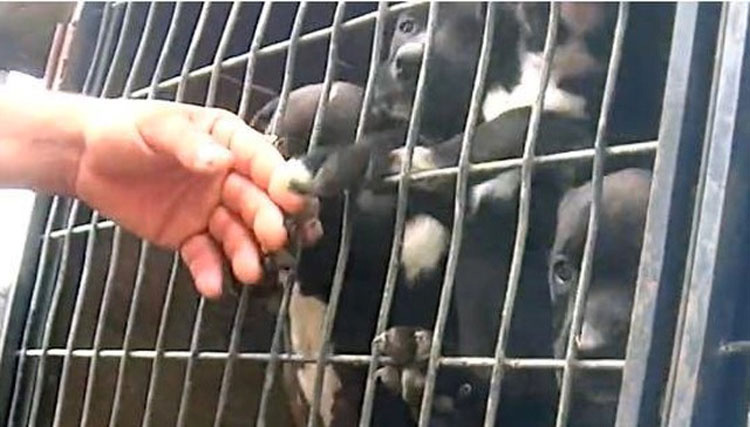 Cientos de vidas salvadas en la operación más grande de la historia contra la crueldad animal