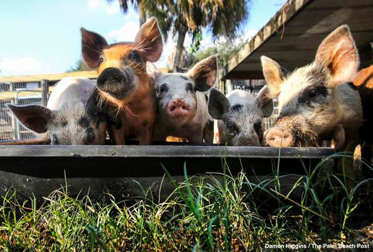 Cientos de vidas salvadas en la operación más grande de la historia contra la crueldad animal