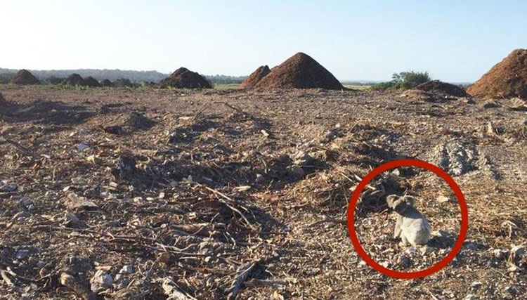 Este koala vuelve a casa para encontrar que su bosque ha DESAPARECIDO. ¡Terrible!