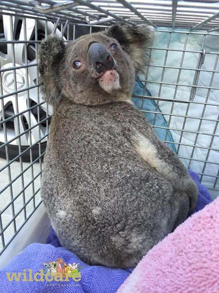 Este koala vuelve a casa para encontrar que su bosque ha DESAPARECIDO. ¡Terrible!