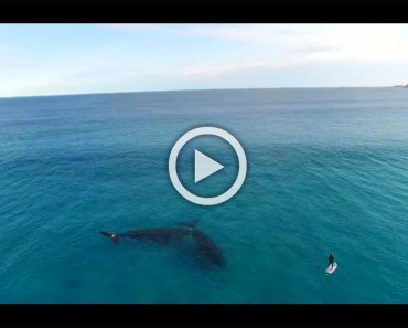 Pilotaba su drone y vió a alguien haciendo paddle surf... ¿Pero qué HAY A SU LADO?