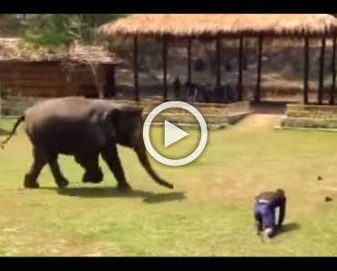 Este elefante piensa que su cuidador está en peligro. Ahora MIRA cómo responde