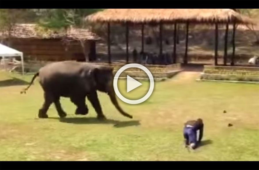 Este elefante piensa que su cuidador está en peligro. Ahora MIRA cómo responde