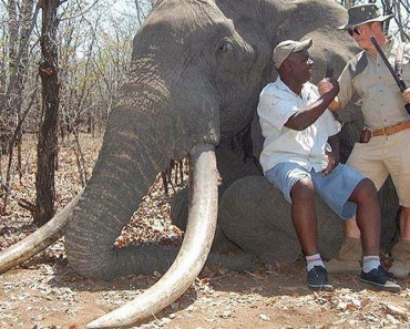 EXCLUSIVA: Matan al elefante más grande de África de los últimos 30 años