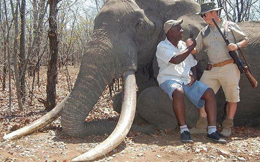 EXCLUSIVA: Matan al elefante más grande de África de los últimos 30 años 4 EXCLUSIVA: Matan al elefante más grande de África de los últimos 30 años