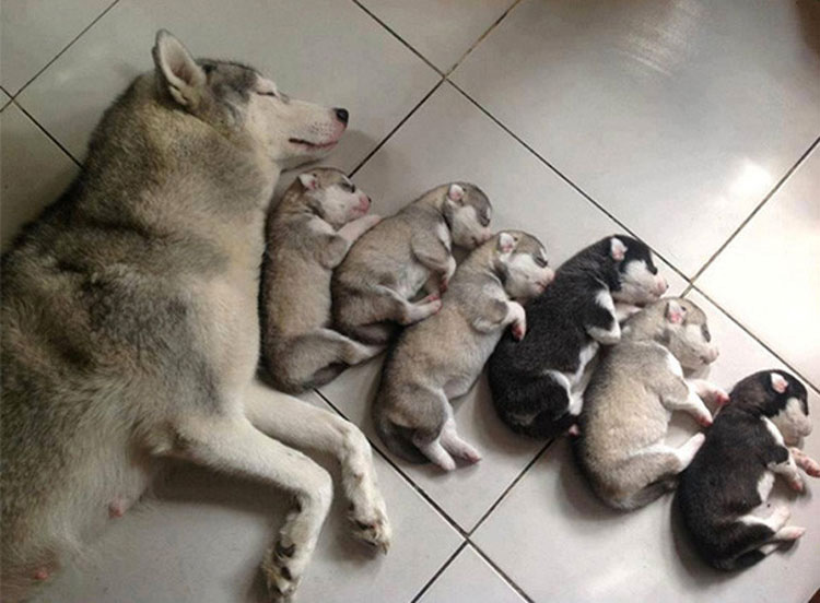 23 mamás orgullosas que tienen las familias más hermosas - ¡Qué cachorros!