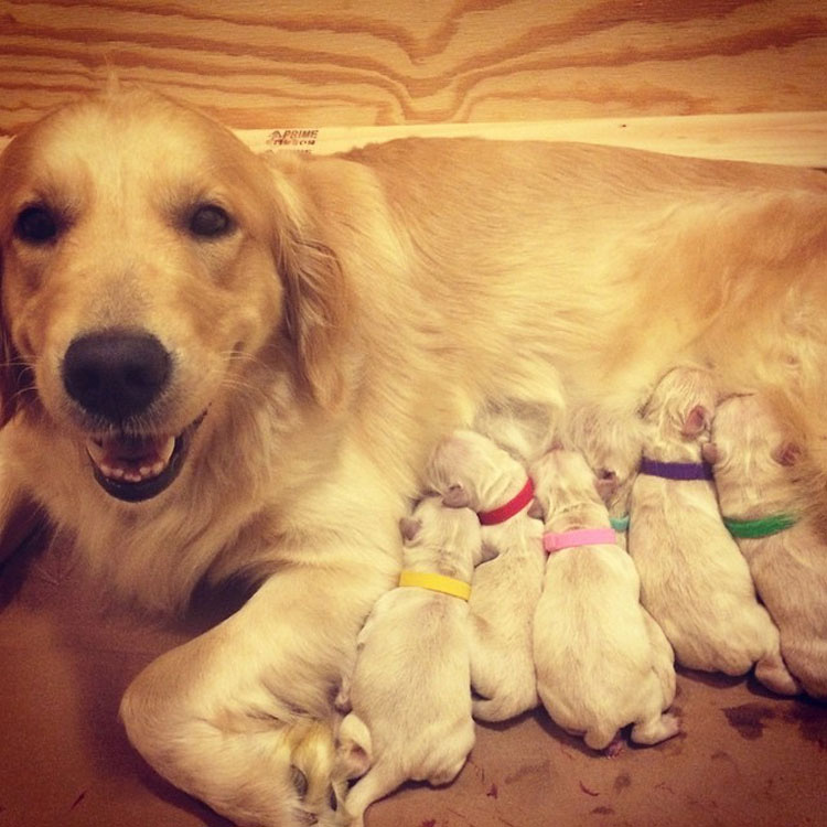 23 mamás orgullosas que tienen las familias más hermosas - ¡Qué cachorros!