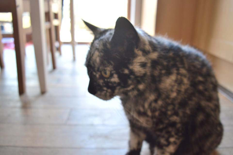 Este gato es único. Está cambiando lentamente de negro a blanco 3