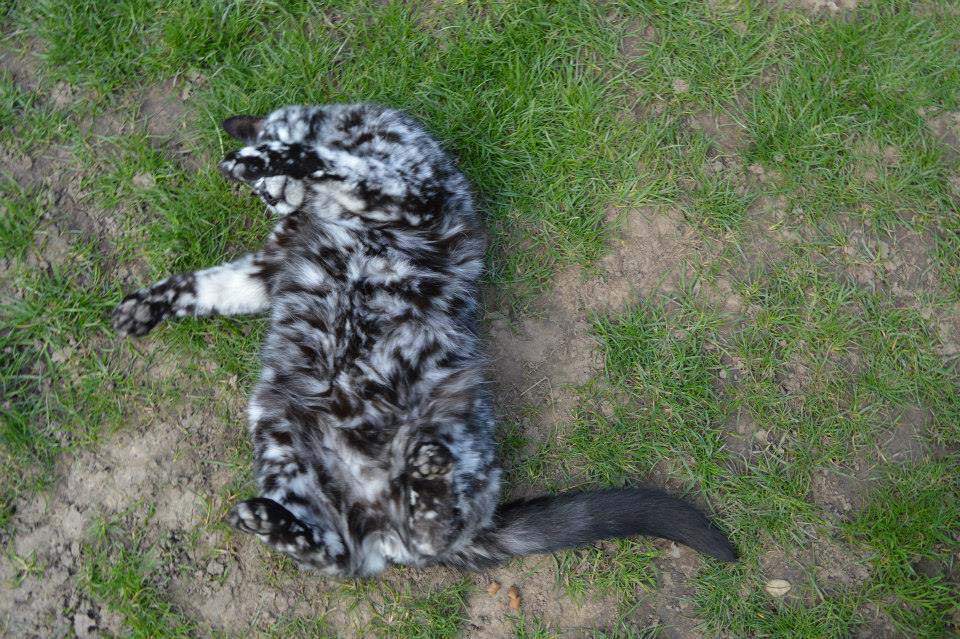 Este gato es único. Está cambiando lentamente de negro a blanco 4