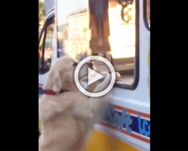 Este perro y el hombre de los helados tienen el entendimiento más dulce y adorable 3 Este perro y el hombre de los helados tienen el entendimiento más dulce y adorable